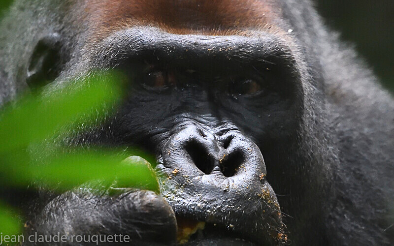Mayele - Dzanga Sangha National Park (République Centrafricaine) 2019