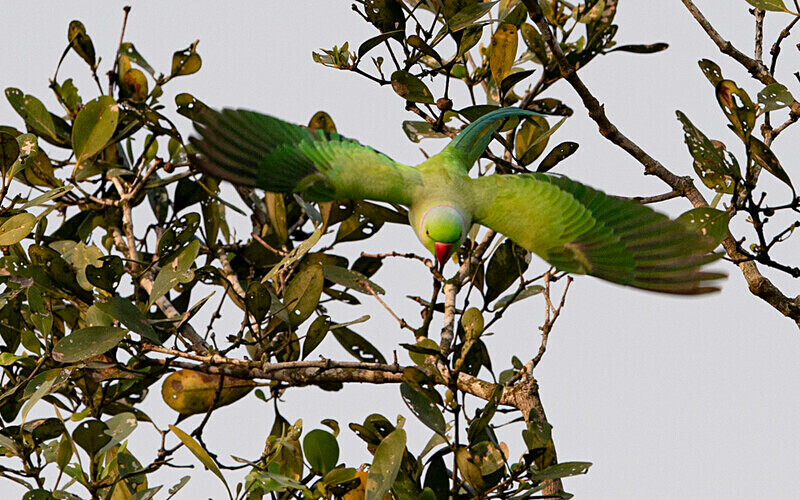 Rose-ringed Parakeet - Sundarban National Park North East India February 2025
