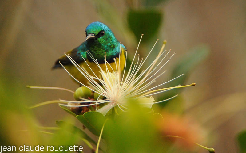 Male variable Sunbird. - Masai mara 2009 oloololo gate (Kenya 2009)