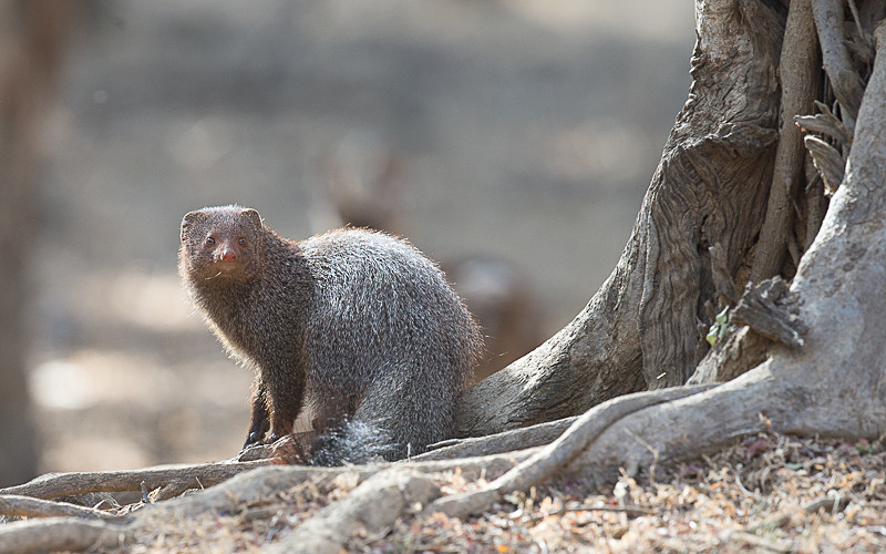  - Ranthambhore 2017