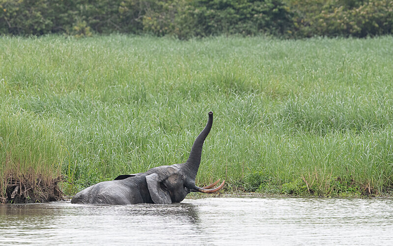  - Loango national park (Gabon 2024)