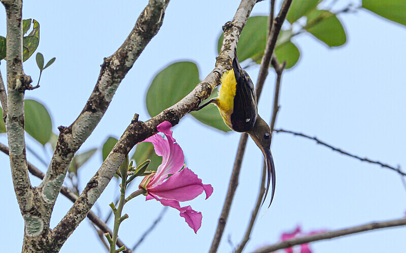Spider Hunter long bill - Sabah avril 2024 Borneo Malaisie