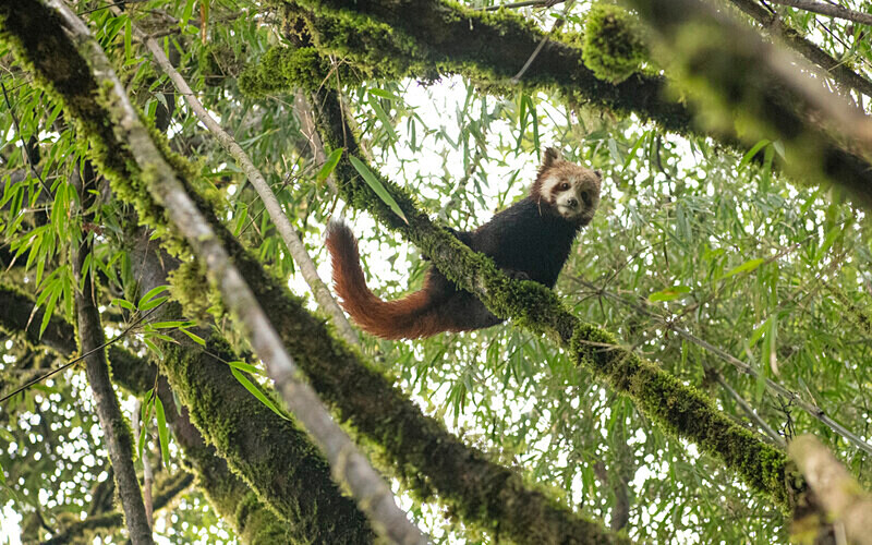 Red Panda - Singalila National Park February 2025 North East India