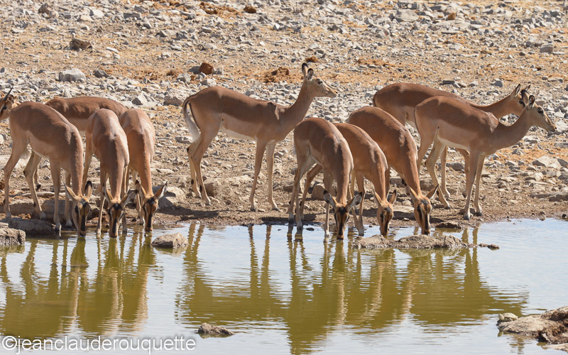 Black-faced impalas - Etosha N.P.(Namibia 2013)