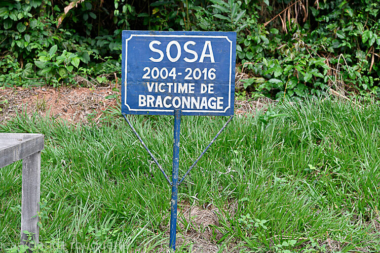 A la mémoire de Sosa - Dzanga Sangha National Park (République Centrafricaine) 2019