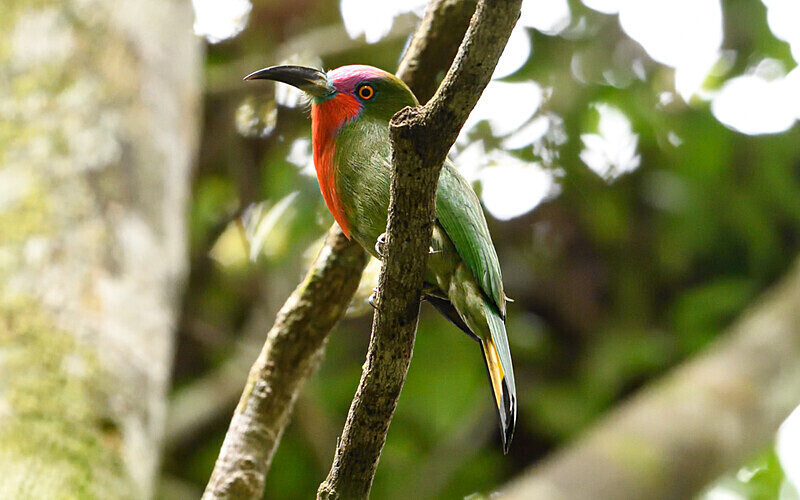 Red bearded bee-eater - Sarawak (avril 2024) Borneo Malaisie