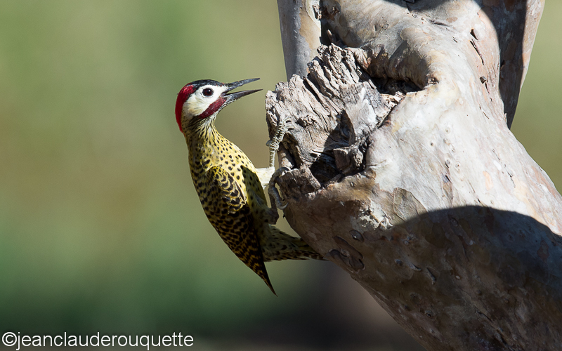 Green-barred woodpecker (male) - Pantanal Brazil 2015