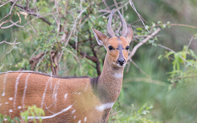 Murchison - Uganda 2016