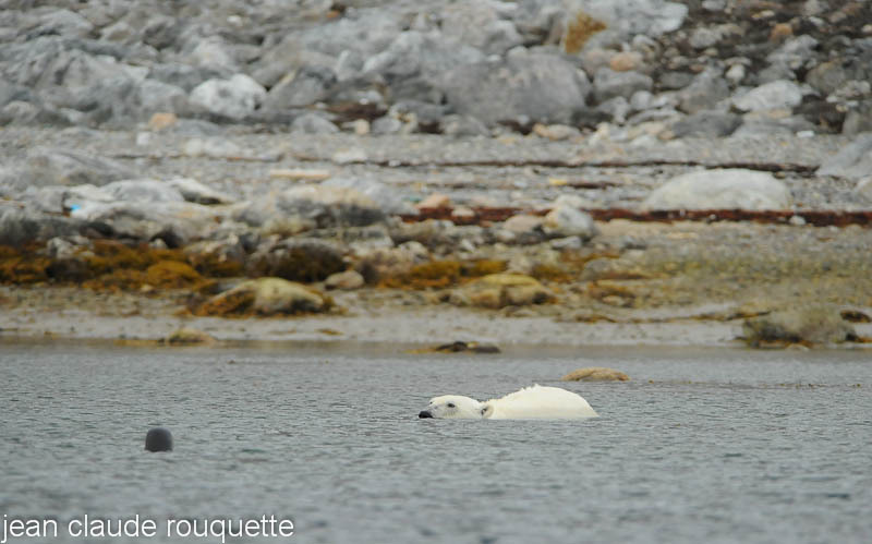 Polar bear and seal - Svalbard et Norvège 2011