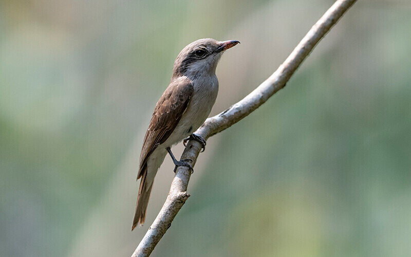 Common Woodshrike - Latpanchar