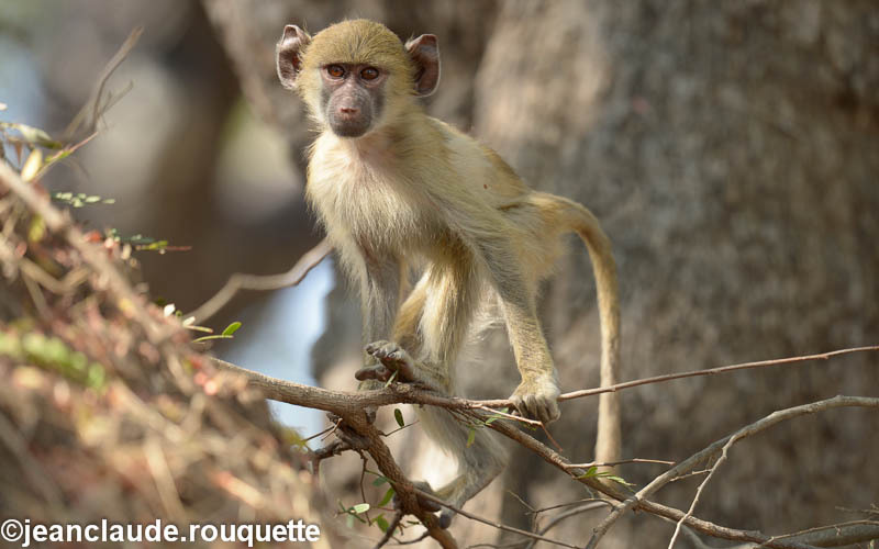 Anxious young yellow baboon! - South Luangwa 2014 (Zambia)