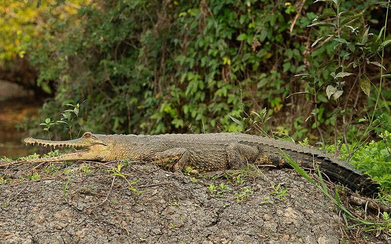 Faux gavial - Loango national park (Gabon 2024)