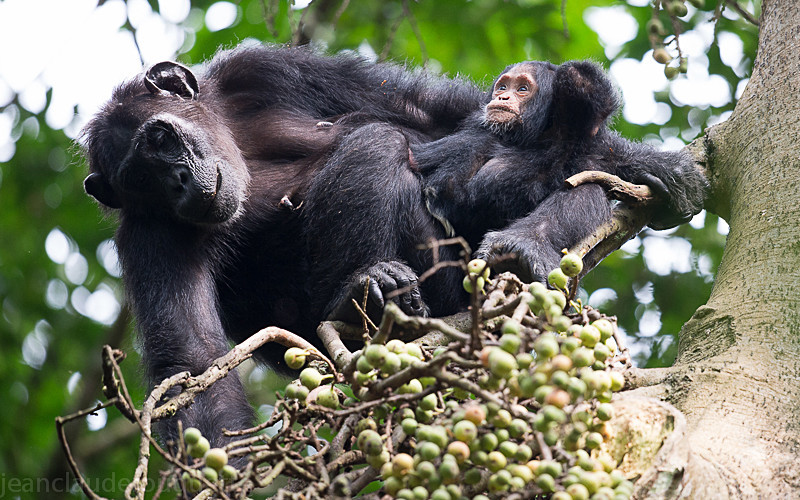 Kibale - Uganda 2016