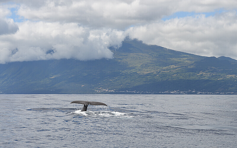 The pico and a sperm whale - Açores 2020