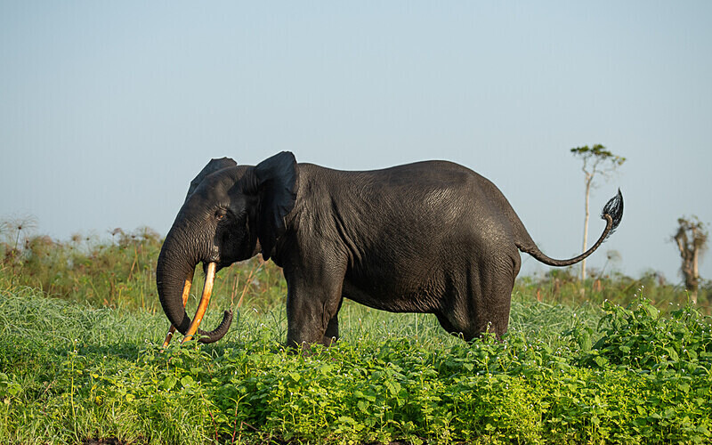  - Loango national park (Gabon 2024)