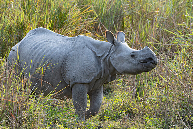 Rhino - Kaziranga National Park Noth East India 2025