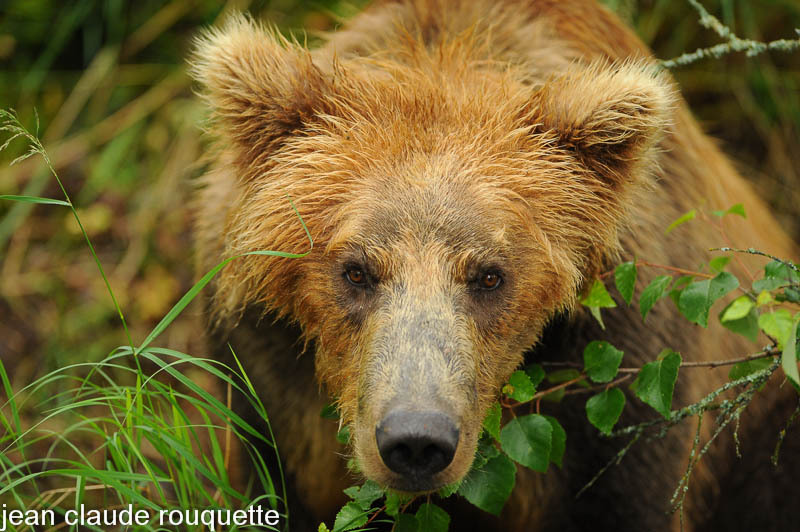 Little beat scared by humans. - Katmaï National Park ( Alaska 2010)