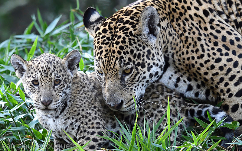  - Pantanal 2018 Porto Jofré