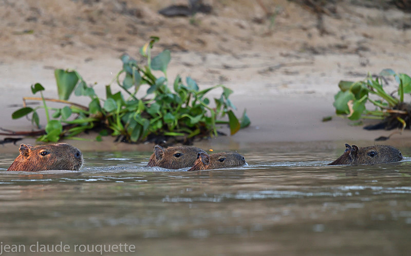  - Pantanal 2018 Porto Jofré
