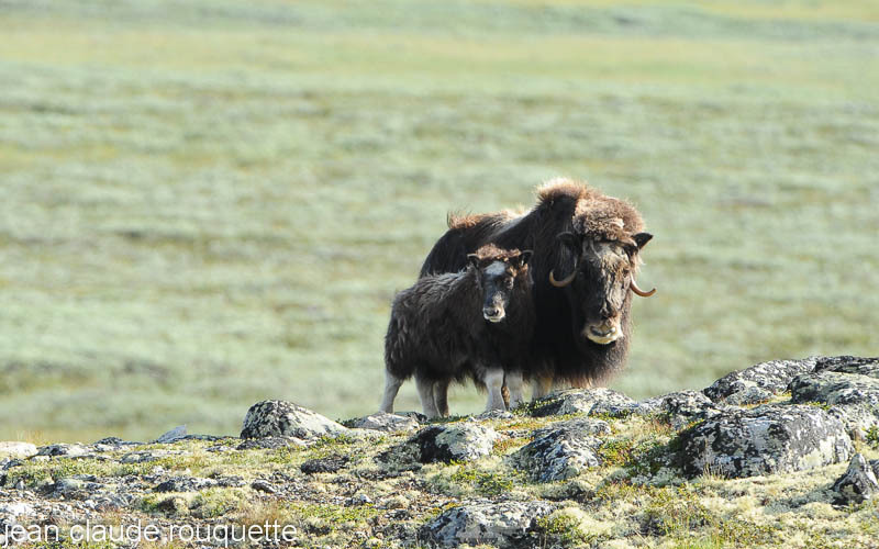 Mother and calf in Dovre N.P. - Svalbard et Norvège 2011