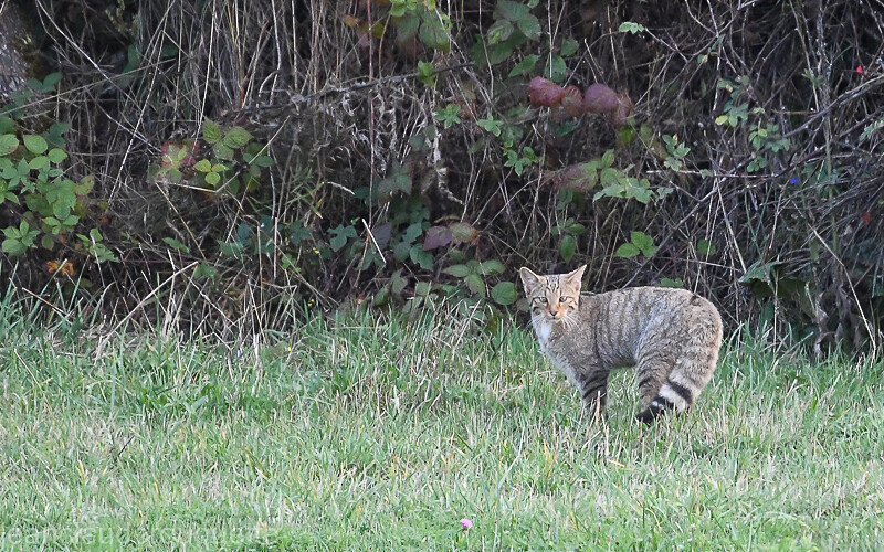 Chat sauvage - Cordillera Cantabrica 2021