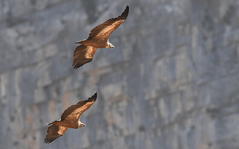  - Vautours du verdon