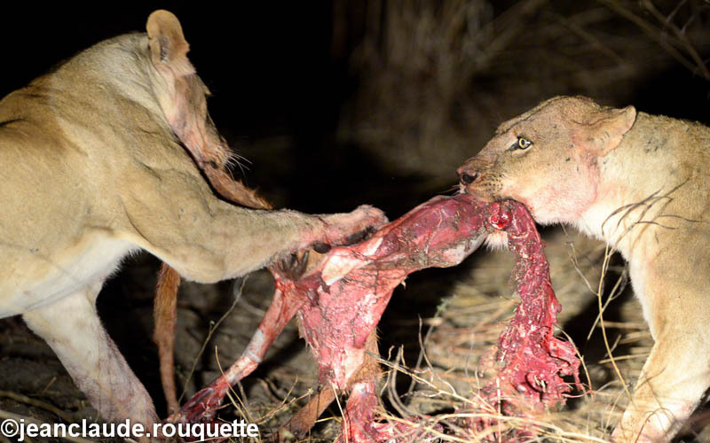  - South Luangwa 2014 (Zambia)