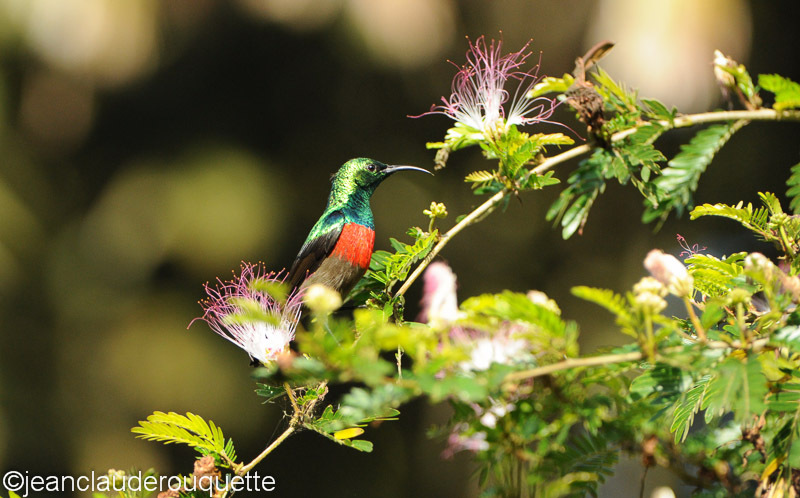 Ruwenzori male sunbird - Kibale N.P. Uganda 2012