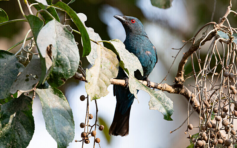 Asian Fairy Bluebird - Manas National Park North East India 2025