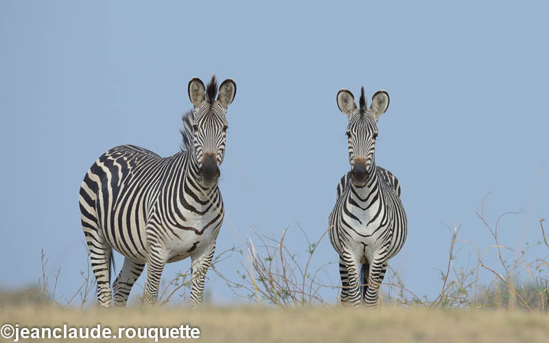  - South Luangwa 2014 (Zambia)