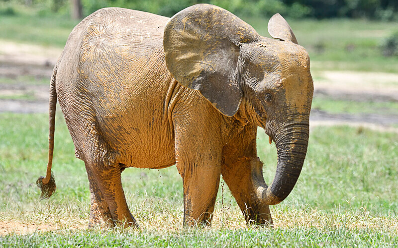 - Dzanga Sangha National Park (République Centrafricaine) 2019