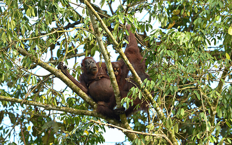 Danum valley - Sabah avril 2024 Borneo Malaisie