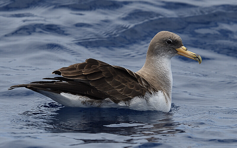 Shearwater - Açores 2020