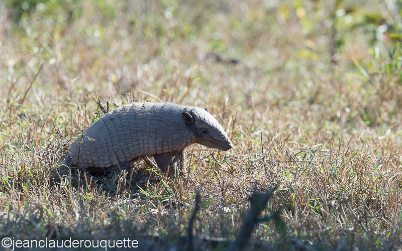 Tatoo (six banded amadero) - Pantanal Brazil 2015