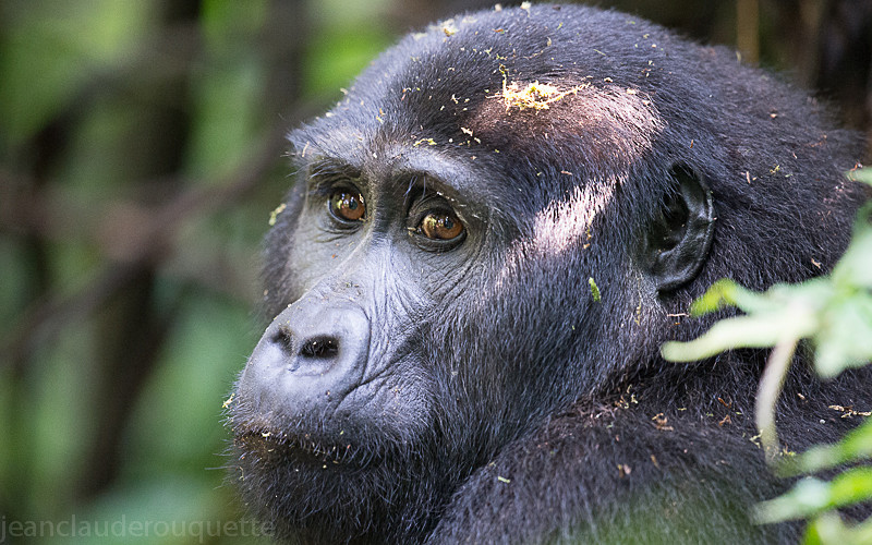 Bwindi (Nkuringo) - Uganda 2016