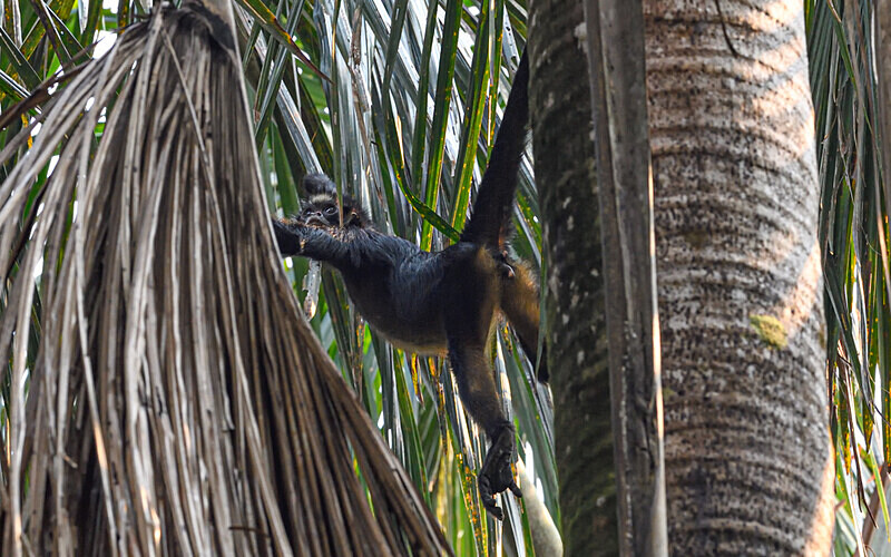 Spider monkey - Pacaya Samiria Pérou 2022