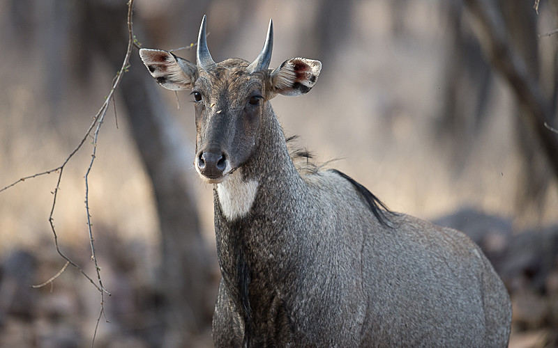 Male nilgaut - Ranthambhore 2017