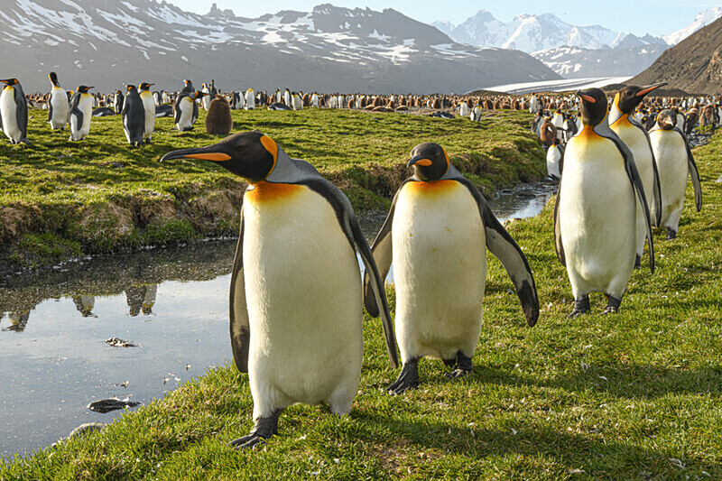  - Ushuaïa Malvinas South Georgia Antartica Peninsula