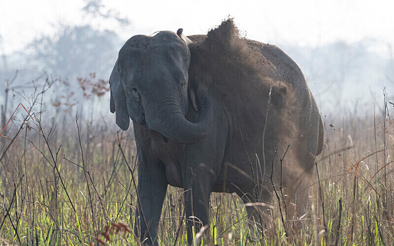 Mud showwer - Manas National Park North East India 2025