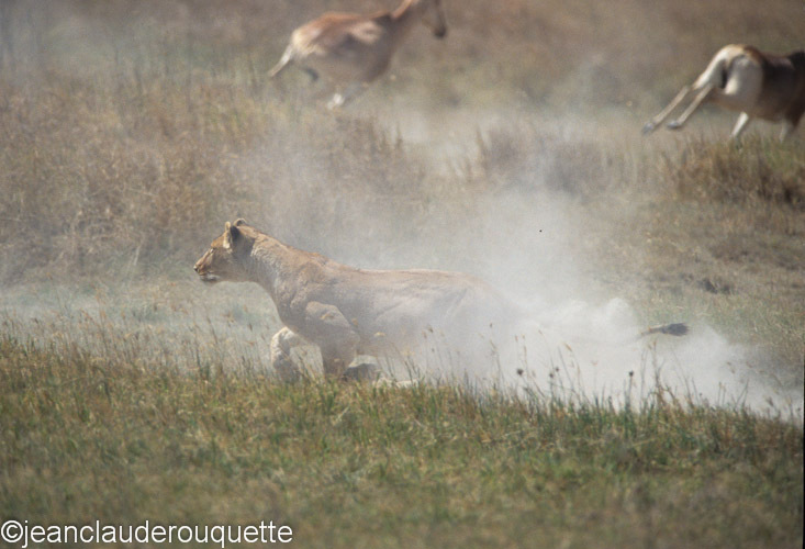 All the hartebeests ran away. - Serengeti N.P. and N'gorongoro Tanzania 1998, 2005 and 2006