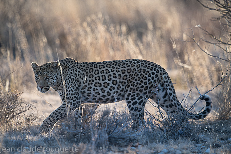 - Kgalagadi transfrontier park (2017)