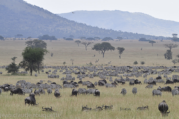  - Serengeti N.P. and N'Gorongoro Tanzania 2018