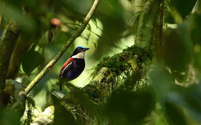 Danum valley - Sabah avril 2024 Borneo Malaisie