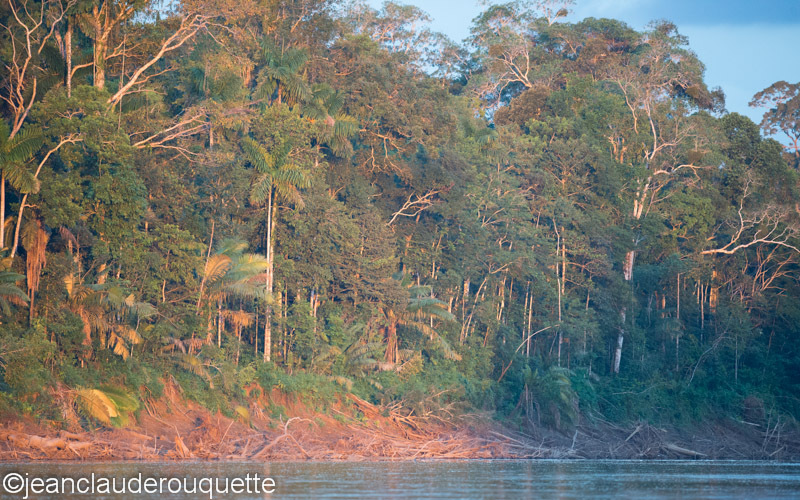 Manu River - Manu national park (Peru 2015)