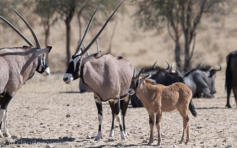  - Kgalagadi transfrontier park (2017)