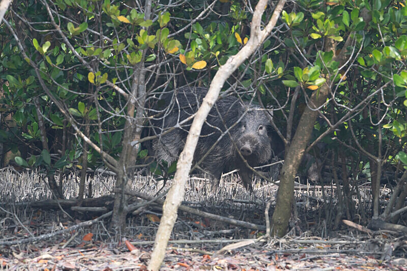  - Sundarban National Park North East India February 2025