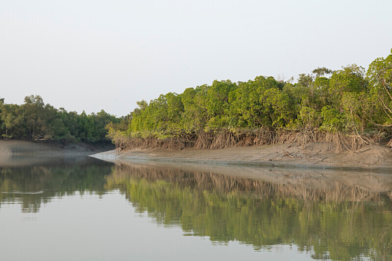  - Sundarban National Park North East India February 2025
