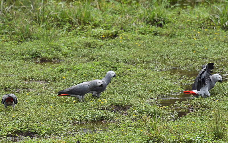 Grey Parrots - Dzanga Sangha National Park (République Centrafricaine) 2019