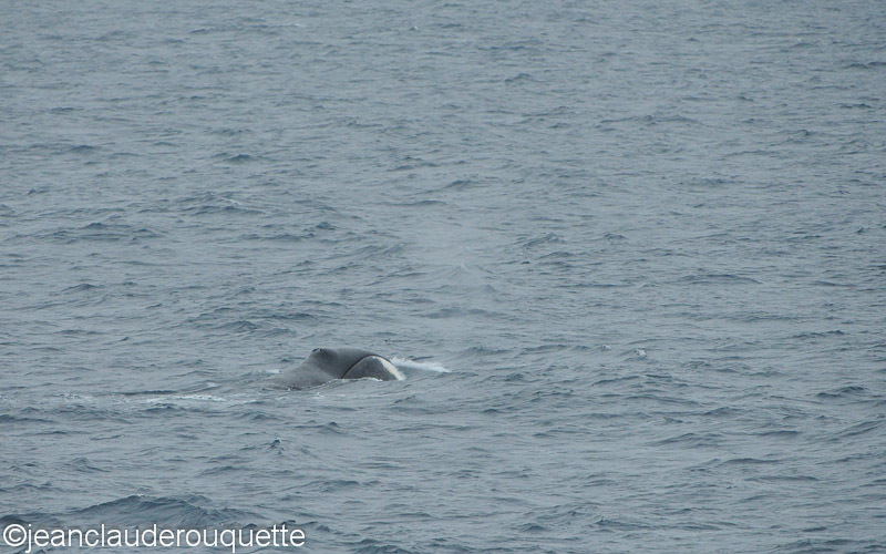 A bowhead whale - North Canada 2012