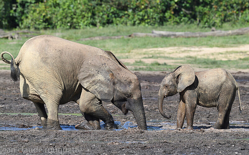  - Dzanga Sangha National Park (République Centrafricaine) 2019